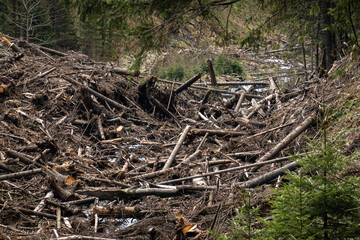 The remains of a destroyed forest because of the avalanches, floods and deforestation. A lot of...