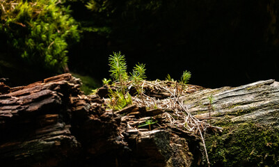 Fir tree sprout is rising from the remains of an old fallen tree in the heart of the forest. Concept photo life from death.