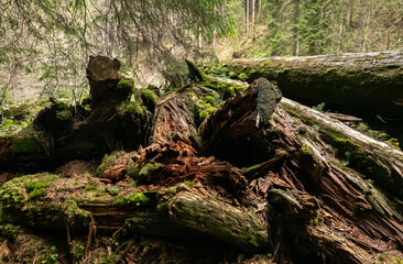 Some rotten trees in a forest with moss on them. Fallen tree in the woods.