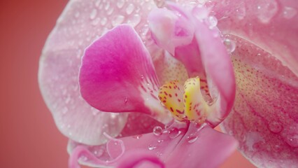 Exotic pink orchid flower wet with dew droplets on isolated red background. Camera zoom phalaenopsis with open flower and bud on stem. Orchid flower with delicate petals, stamens and pistils close up.