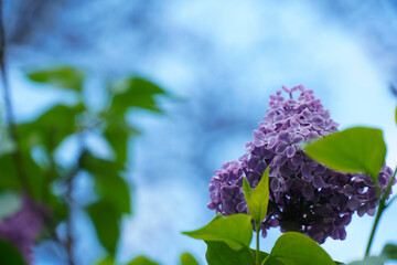 lilac purple. spring flower. detaku. photo during the day.