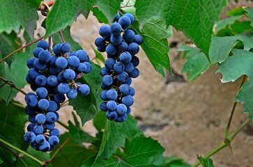 grapes on vine