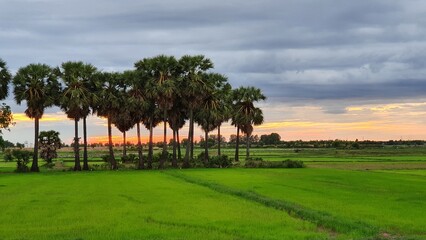 Cambodia. Sunset. Rice fields near the city of Siem Reap. Siem Reap province.