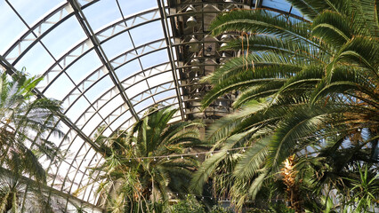 Fototapeta na wymiar Greenhouse with palm trees. Sun's rays illuminate palm branches resting on glass roof of winter garden. Exotic plants and trees in greenhouses
