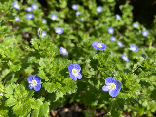 birdeye speedwell, little blue flows in spring 
