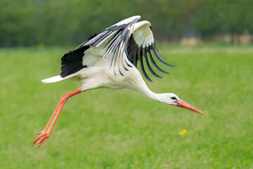 Der Weißstorch (Ciconia ciconia), auch Klapperstorch genannt