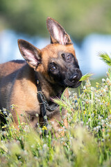 Retrato de cachorro de pastor belga malinois jugando en el campo entre la hierba verde