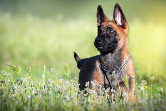 Retrato de cachorro de pastor belga malinois jugando en el campo entre la hierba verde