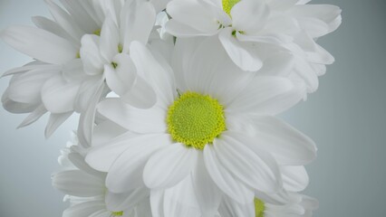 Bouquet of white chrysanthemums with green leaves on white studio background. Chamomile buds with white petals and yellow center stamens macro close up. Floral background for holiday, birthday.