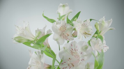 Bouquet of white alstroemerias with open flowers and buds on white background. Blooming flowers lily with petals and green leaves close up. Floral background for holiday, congratulations, birthday.