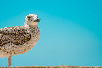 Seagull observing against a clear blue sky