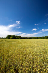 an agricultural field where cereal wheat is grown