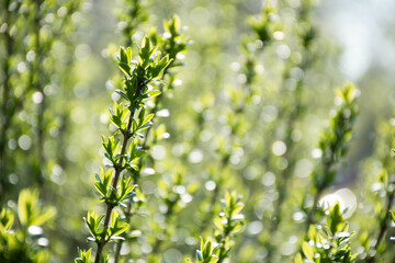 young spring green sprouts in raindrops