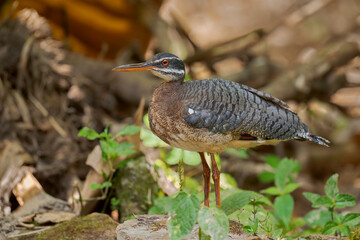 Sunbittern - Eurypyga helias, special tropical bird from Central and South American forests, Ecuador.