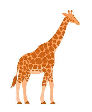 Cartoon giraffe on a white background. African herbivore mammal. Zoo and safari. Vector isolated baby illustration