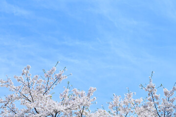 柔らかい雲と青空に映える桜の花