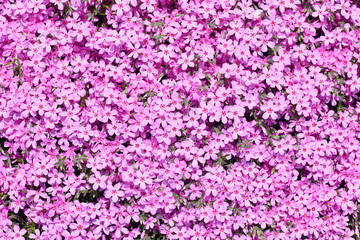 ピンクの芝桜_背景素材