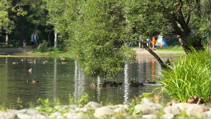 Wild geese swimming in the river on a sunny day in a quiet park. Flying ducks on a pond in the Park