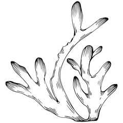 Сoral vector with engraving style illustration of logo or emblem for design seafood menu. Nautical design element