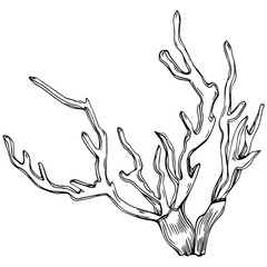 Naklejka premium Сoral vector with engraving style illustration of logo or emblem for design seafood menu. Nautical design element