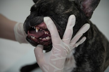 a veterinarian at the clinic examines a dog's teeth. French bulldog at the vet.