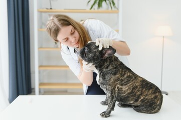 a veterinarian at the clinic examines a dog's teeth. French bulldog at the vet.