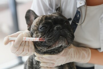 Veterinarian at vet clinic giving injection to a dog.