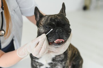 French Bulldog in a veterinary clinic. Veterinary medicine concept.