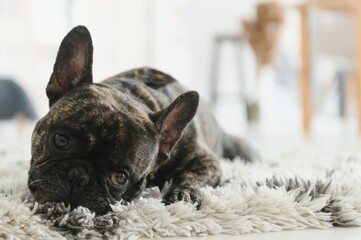 French bulldog lying down on the carpet