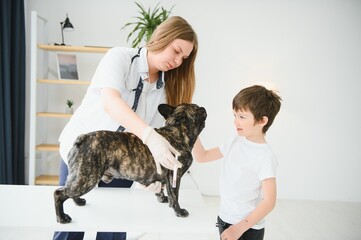 French Bulldog in a veterinary clinic. Veterinary medicine concept.