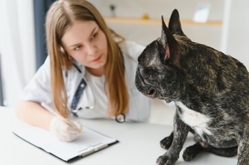 medicine, pet care and people concept - close up of french bulldog dog and veterinarian doctor hand at vet clinic.