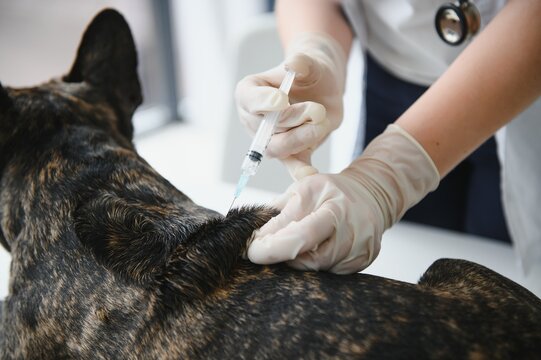 Veterinarian vaccinating dog in light clinic