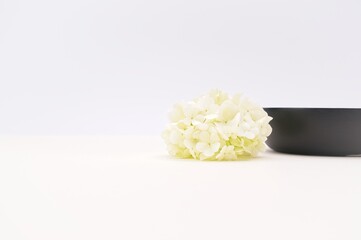 pristine white flower head in bloom and black bowl on a table against a white background