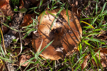 wild inedible mushrooms growing in the natural environment