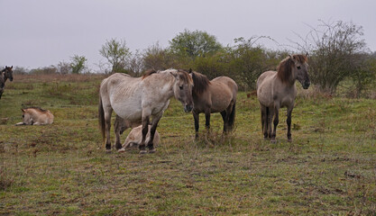 Konik wild horses in March in Saxony Anhalt © BabettsBildergalerie