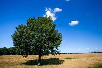 Fototapeta na wymiar one oak tree growing in a field