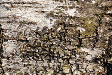 Naklejka premium structure and features of protective tree bark