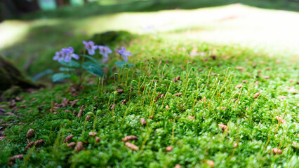 鮮やかな緑色の苔