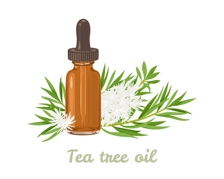 Tea tree essential oil. Amber glass dropper bottle and Melaleuca alternifolia leaf and white flowers isolated. Vector illustration in cartoon flat style.