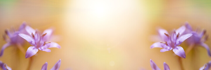 Blue snowdrops in bright sunshine. Scilla