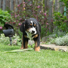 Puppy of Greater Swiss Mountain Dog