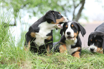 Puppies of Greater Swiss Mountain Dog playing