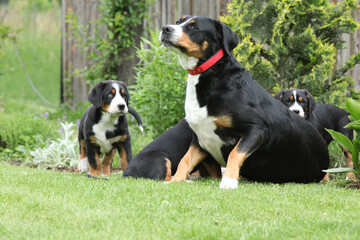Bitch of Greater Swiss Mountain Dog with its puppies