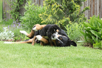 Bitch of Greater Swiss Mountain Dog with its puppies