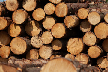 a large amount of pine wood during logging