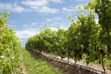 Scenic vineyard located near Punta Del Este, en Cerro del Torro, part of The Wine Roads (Los Caminos del Vino) of Uruguay