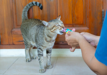 A cat licking snack from a woman in front of the house. - obrazy, fototapety, plakaty