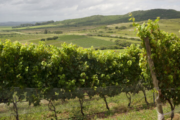 Fototapeta na wymiar Scenic vineyard located near Punta Del Este, en Cerro del Torro, part of The Wine Roads (Los Caminos del Vino) of Uruguay