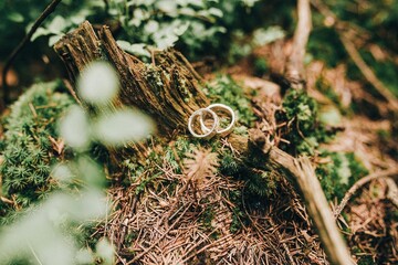 wedding rings in a pine forest