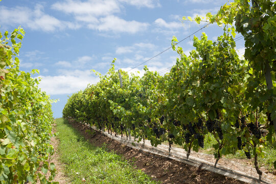 Scenic vineyard located near Punta Del Este, en Cerro del Torro, part of The Wine Roads (Los Caminos del Vino) of Uruguay